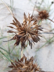 Cyperus crassipes