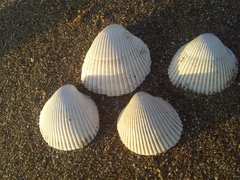 Dallocardia delicatula