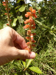 Sinningia allagophylla