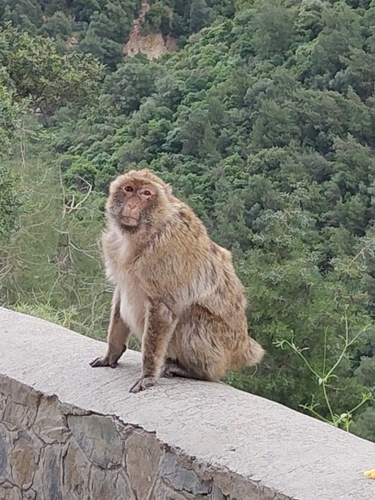 Barbary Macaque