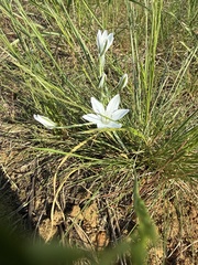 Ornithogalum orthophyllum, photograph (c) Stanislav Murashkin, some rights reserved (CC BY)