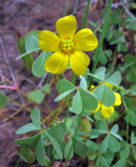 Oxalis albicans