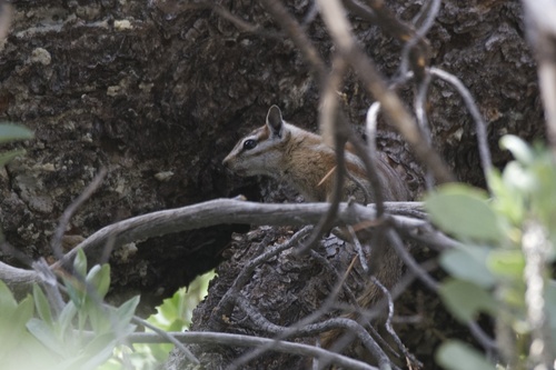 Palmer's Chipmunk observed by erikatwell