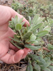 Arctostaphylos tomentosa, photograph (c) Steven Lamonde, some rights reserved (CC BY)