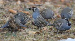 Callipepla californica