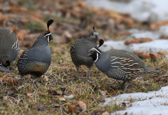 Callipepla californica