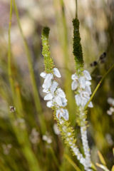 Aspalathus acanthes