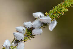 Aspalathus acanthes