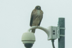 Buteo jamaicensis