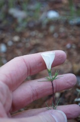 Linanthus dichotomus