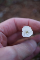 Linanthus dichotomus