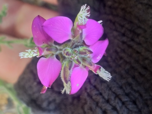 Image of Polygala pubiflora by (c) kevin koen, some rights reserved (CC BY-SA)