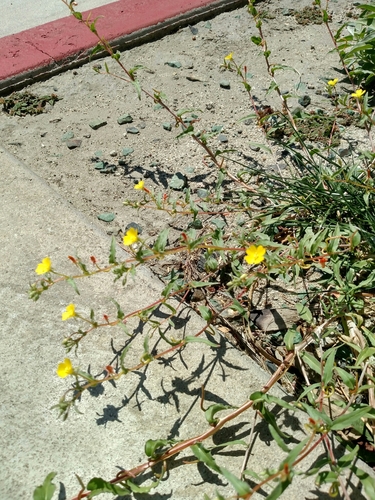 Image of Camissoniopsis confusa by no rights reserved