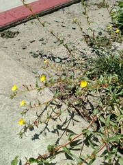 Camissoniopsis confusa