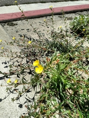 Camissoniopsis confusa