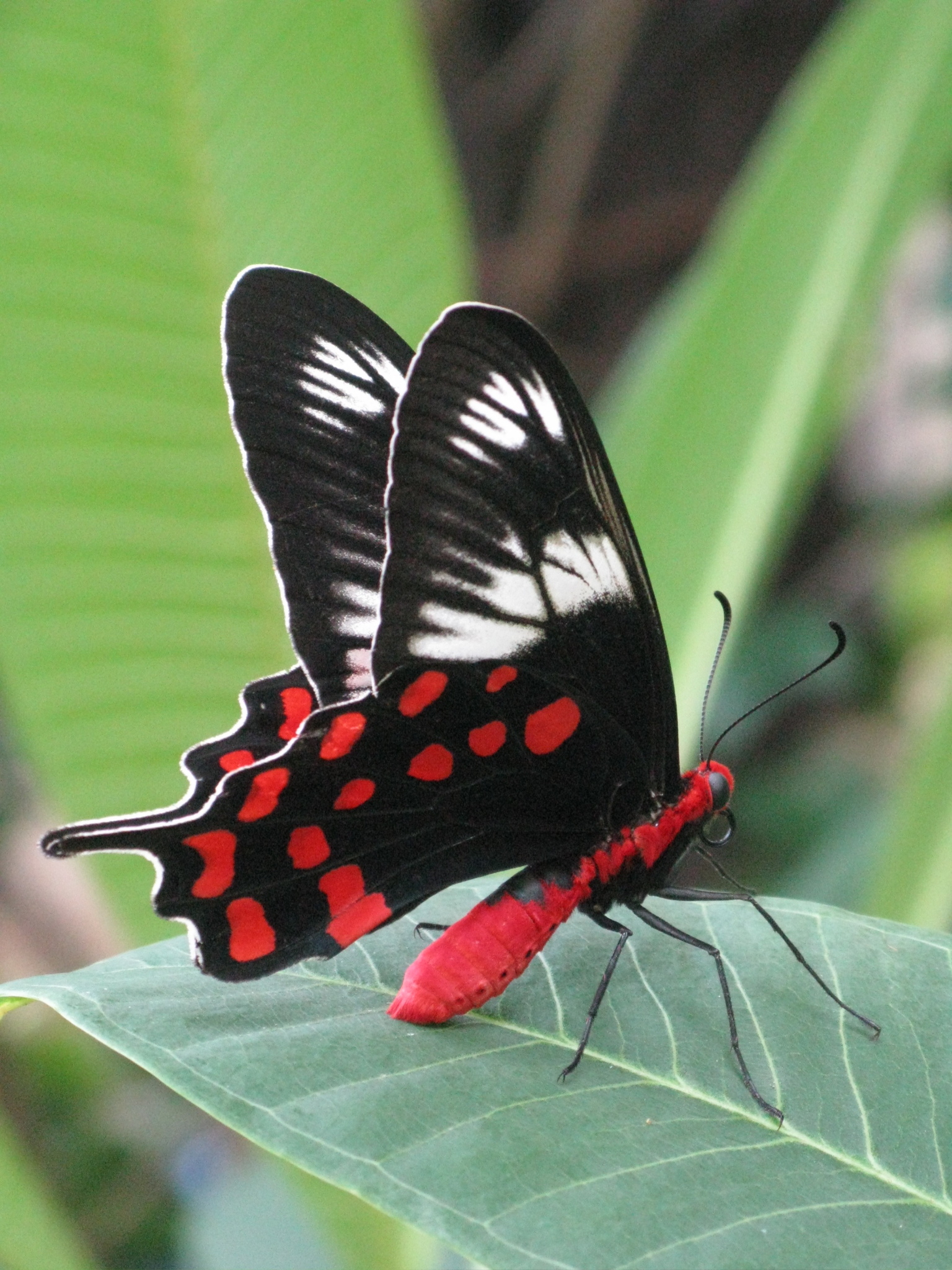 ヘクトールベニモンアゲハ (Pachliopta hector) · iNaturalist
