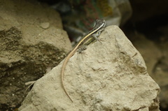 Sceloporus smithi