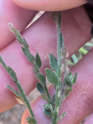 Image of Polygala pubiflora by (c) kevin koen, some rights reserved (CC BY-SA)