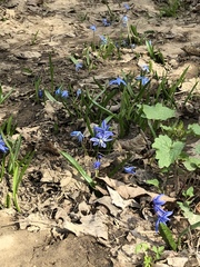 Scilla siberica