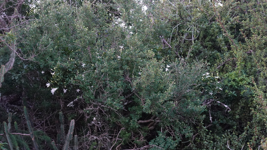 Jasminum multipartitum, Dirt rd between Committees Drift and the R67 at Kudu Reserve, Eastern Cape, South Africa, by craigpeter