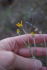 Eriophyllum jepsonii