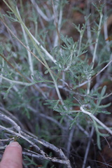 Eriophyllum jepsonii