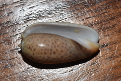 Oliva tigrina