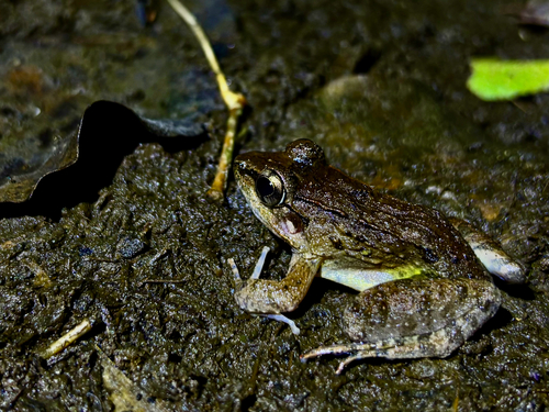 Limnonectes leytensis observed 2026-04-25