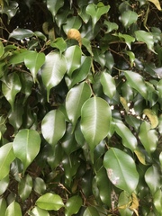 Image of Ficus benjamina