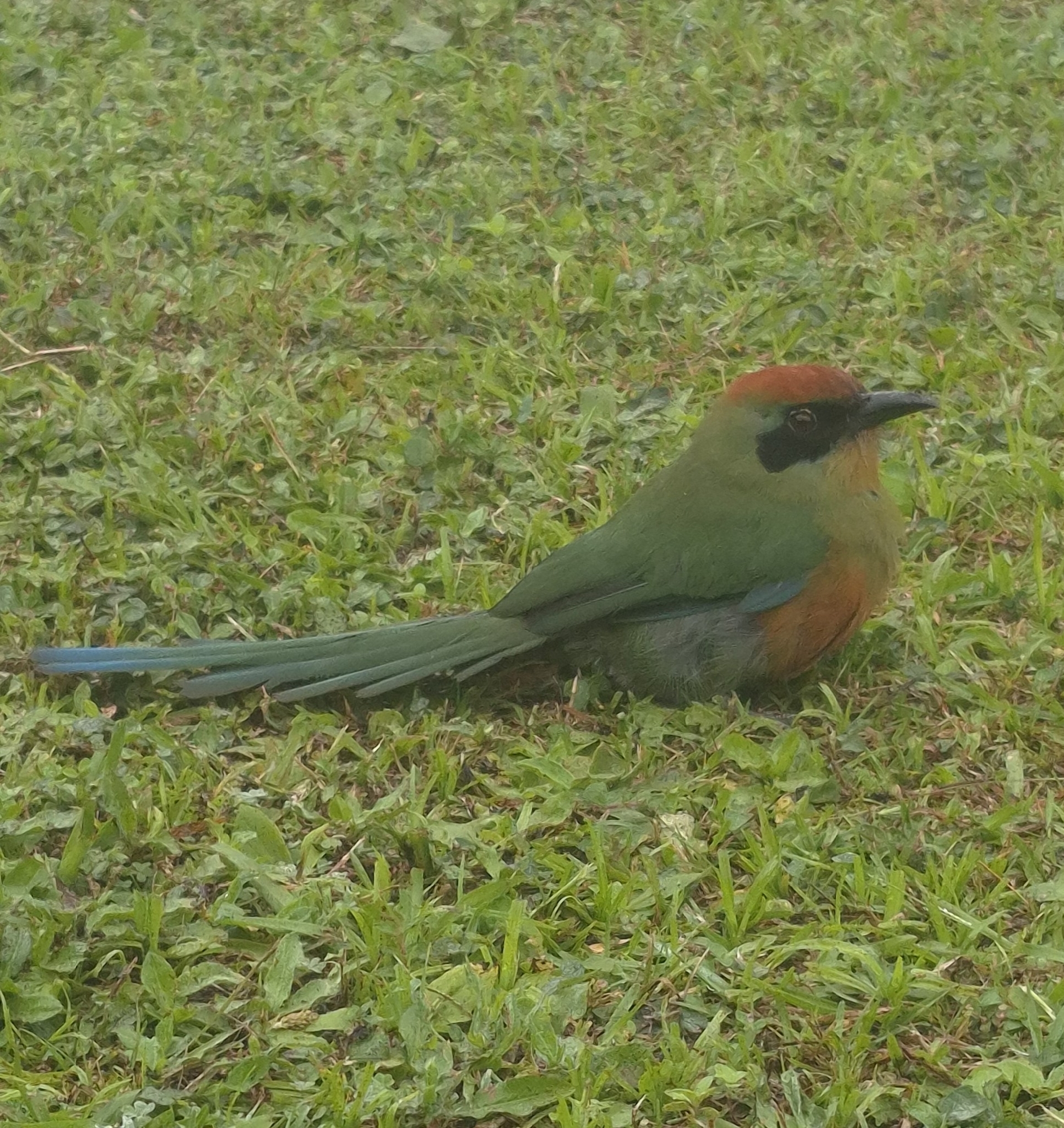 Rufous-capped Motmot (Baryphthengus ruficapillus), photo 8