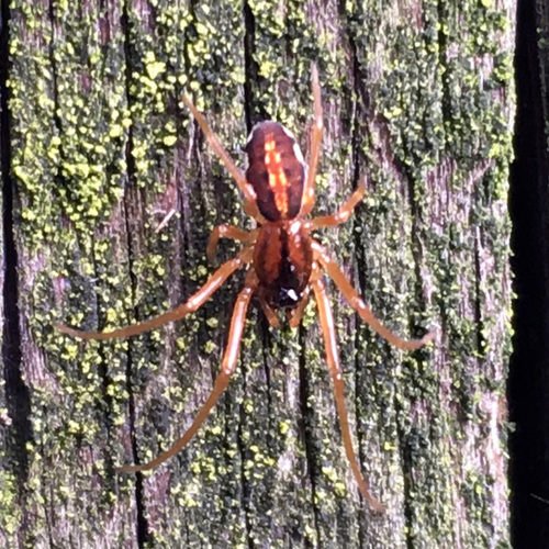 thickjawed orbweavers