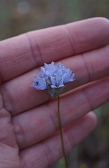 Gilia achilleifolia