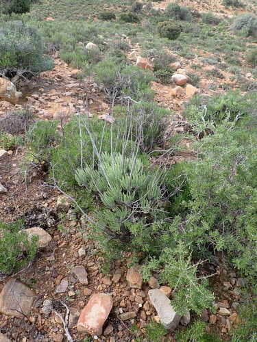 Tylecodon wallichii