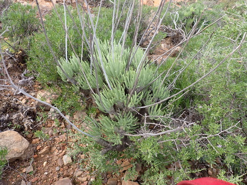 Tylecodon wallichii