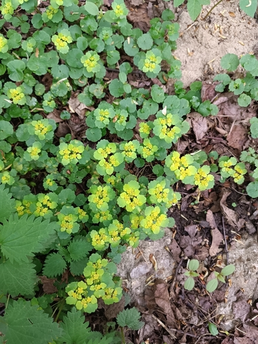 Наблюдение на iNaturalist