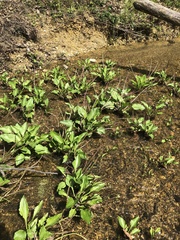 Plantago cordata