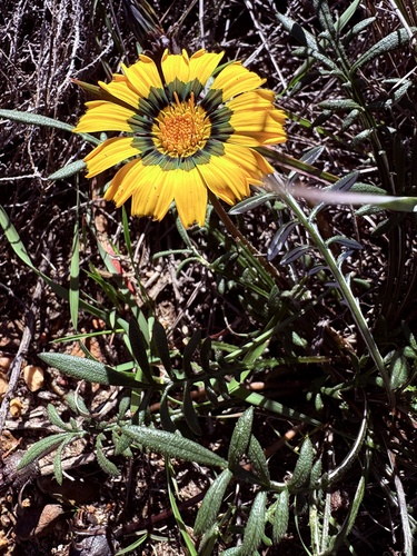 Gazania rigida, photograph 1