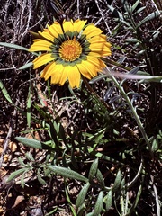 Gazania rigida, photograph (c) Christina, some rights reserved (CC BY)