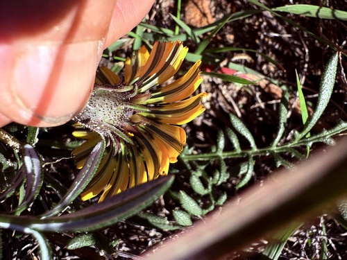 Gazania rigida
