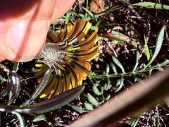 Gazania rigida