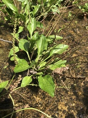 Plantago cordata