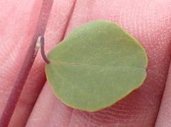 Cissampelos capensis, photograph (c) Nicola van Berkel, some rights reserved (CC BY-SA)