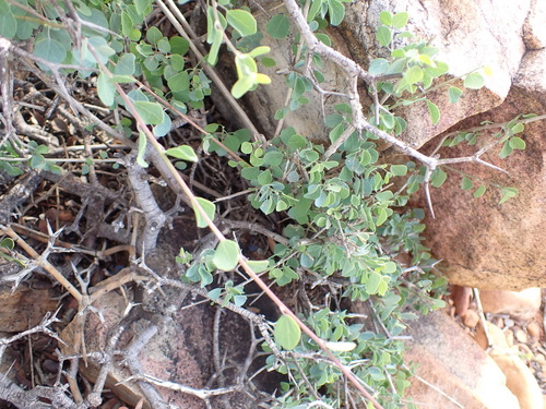 Cissampelos capensis, photograph 4