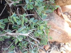 Cissampelos capensis, photograph (c) Nicola van Berkel, some rights reserved (CC BY-SA)