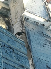 Sturnus vulgaris
