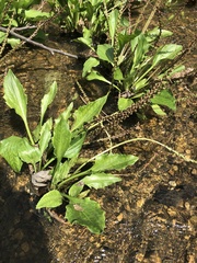 Plantago cordata