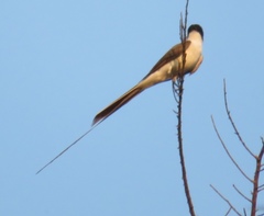 Tyrannus savana