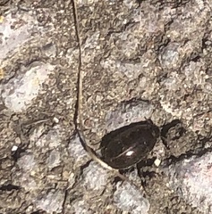 Tropisternus