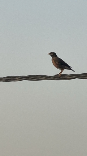 Common Myna