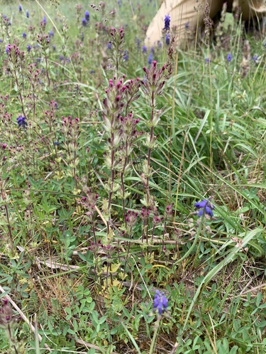 Broadleaf Glandweed